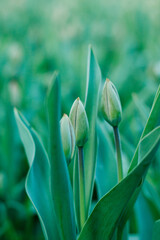Green fresh tulip buds before they bloom. Green tulips in early spring
