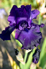 Valentine's Day card created with purple iris flower.