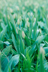 Green fresh tulip buds before they bloom. Green tulips in early spring
