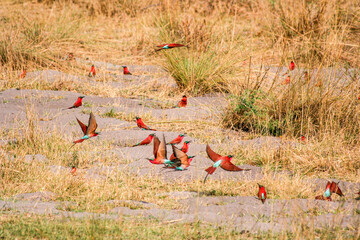Carmine Bee-eaters on the bank of the Linyanti River during the breeding season - Chobe National...
