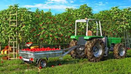 Fruit picking in process, tractor with a trailer full of apples among the fruit garden and under a blue sky, 3d illustration