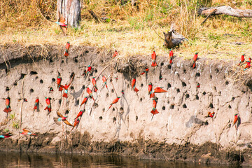 A large colony of Carmine Bee-eaters nesting in the bank of the Linyanti River during the breeding...