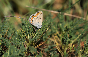 Anatolian Brown Eye (Plebejus modicus) butterfly on plant.