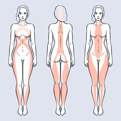 Naked woman with myofascial lines vector illustration. Superfacial front, back and spiral lines.