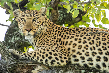 A large male Leopard lies in a tree alert and watching for prey in Moremi Game Reserve in Botswana