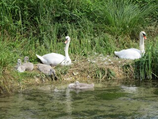 elegant swans with their family of cygnets on the river bank