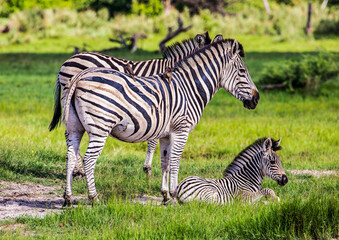 Fototapeta na wymiar Two adult zebras guard a young foal in Moremi Game Reserve in Botswana