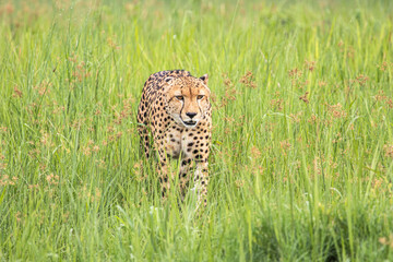 An adult male Cheetah stalking common reedcuck through the grass in Moremi Game Reserve in Botswana