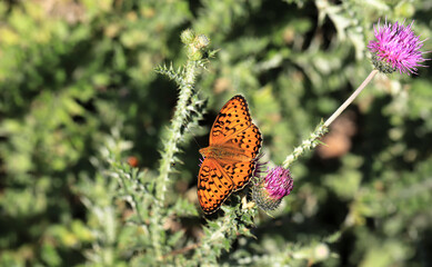 Great Pearl (Argynnis adippe) butterfly on plant.