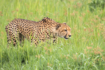 An adult male Cheetah stalking common reedcuck through the grass in Moremi Game Reserve in Botswana
