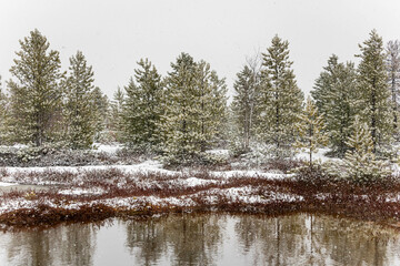 Obraz premium the first snow in the forest