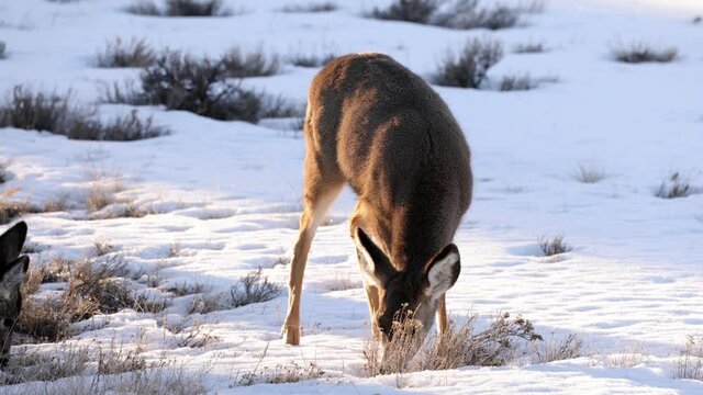 A herd of deer grazing in the Rocky Mountain National Park