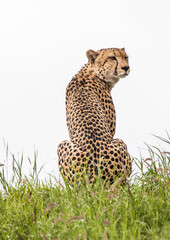 An adult male Cheetah alert for a meal in Moremi Game Reserve in Botswana