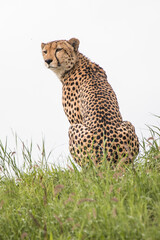 An adult male Cheetah alert for a meal in Moremi Game Reserve in Botswana