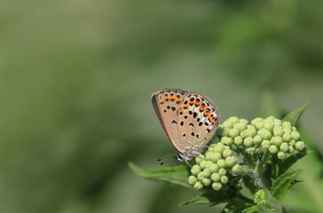 Idas Blue (Plebejus idas) butterfly on plant.