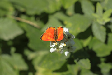 Fototapeta na wymiar Forest Copper (Lycaena virgaureae) butterfly on plant