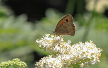 Meadow Brown (Maniola jurtina) butterfly on plant .
