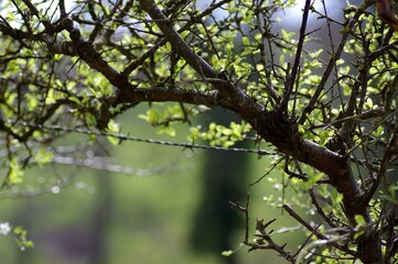 Obraz premium arbre