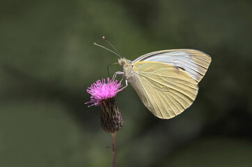Great White Angel (Pieris brassicae) butterfly feeding on flowers