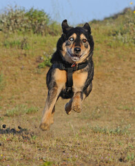 Fototapeta na wymiar Mixed breed shepherd dog flying through air on full run, Thousand Oaks, California, USA