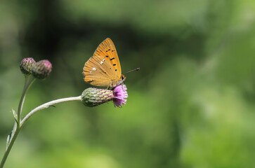 Forest Copper (Lycaena virgaureae) butterfly on plant