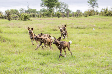 Naklejka na ściany i meble A pack of Wild Dogs in full flow whilst hunting Impala in Moremi Game Reserve in Botswana