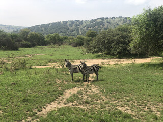 Zebra's looking right into the camera 