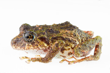 Frog from Ecuador