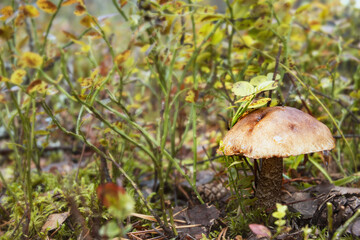 A mushroom podosinovik close-up in the grass. Sunny summer morning