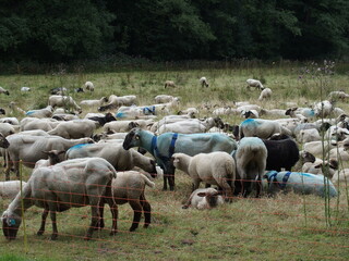 Flock of sheep in the valley of the Romberpark in Dortmund, North Rhine-Westphalia, Germany