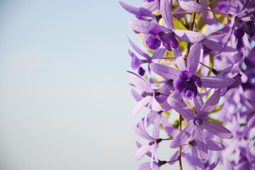 Purple bouquet on tree and green background