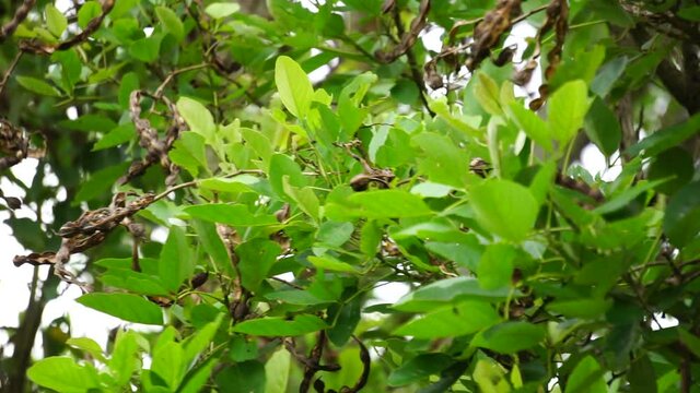Erythrina fusca (Also called purple coraltree, gallito, bois immortelle, bucayo) flower. Used as a traditional medicine for itching by boiling the leaves