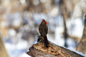 Female cardinal bird sitting on the wood