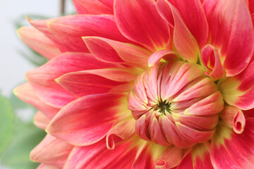 pink dahlia flower
