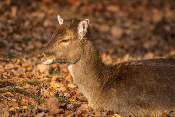 Dammwildkitz gut getarnt im Waldboden des Mischwaldes. Dam fawn well camouflaged in forest floor of...