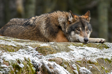 gray wolf canis lupus