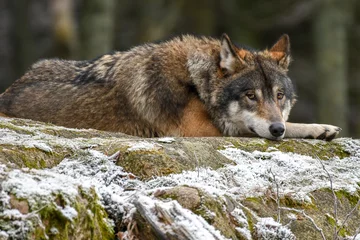 Fotobehang Wolf gray wolf canis lupus  © Dan