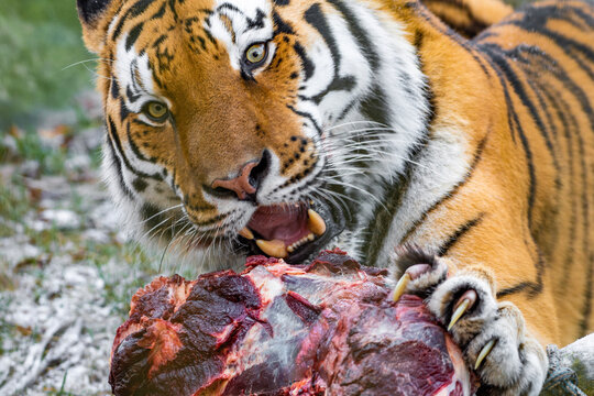 tiger 