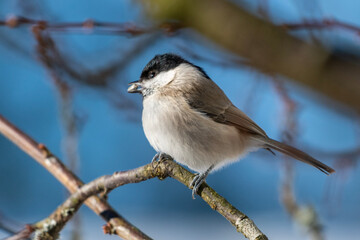 black backed shrike