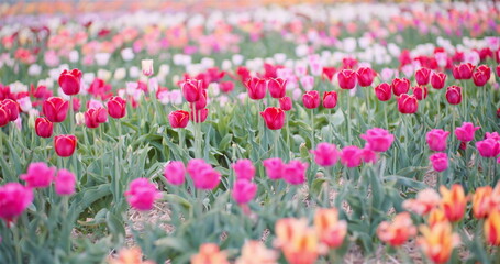 Blooming Tulips on Agriculture Field