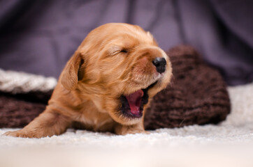 english cocker spaniel newborn puppy photo shoot cute pet portrait
