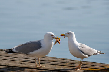 seagull on the pier