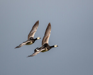 great crested grebe