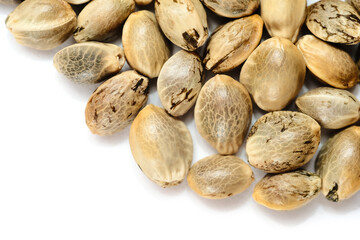 Hemp seeds macro isolate on white background. Cannabis seeds close-up.