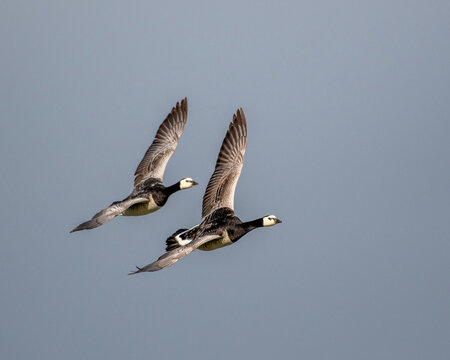 great crested grebe