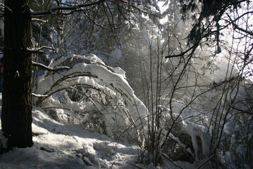 Nevada en bosque con arbol a la izquierda y ramas y nieve