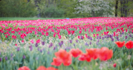Blooming Tulips on Agriculture Field