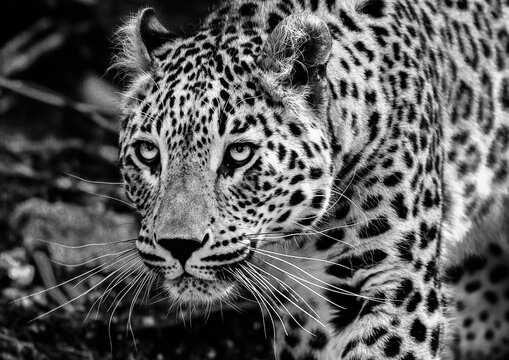 close up of leopard