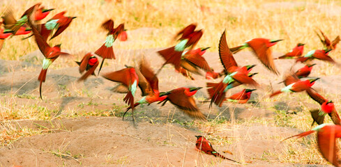 Part of a large colony of Carmine Bee-eaters nesting in the bank of the Linyanti River during the...