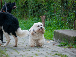 Small Maltese Mix Dog Walking on a Gray Leash in a Park in Medellin, Colombia